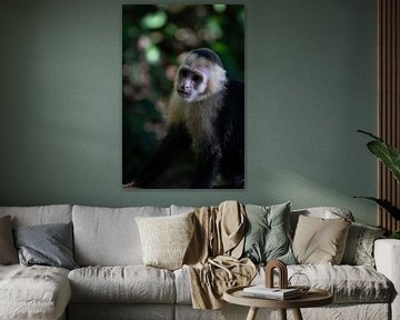 Capucin à face blanche à Manuel Antonio – Habitant joueur de la forêt tropicale sur Rick Massar