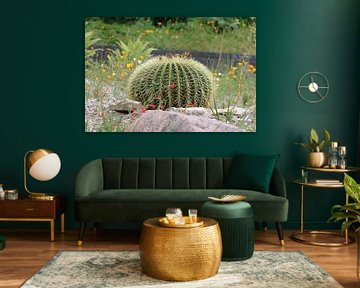 Cactus boule d'or