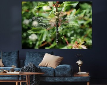 Agrion mosaïque bleu-vert