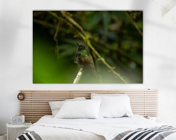 Colibri curieux sur Kim Michiels