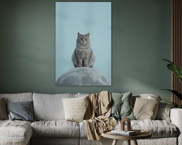 Chat gris assis sur un dôme gris