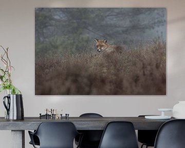 Fox wakes up by Arthur van der Zwan