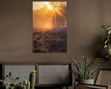Bezauberndes Sonnenlicht und lila Heidekraut