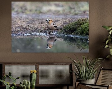 Pinson des arbres et image miroir sur Arthur van der Zwan