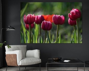 Tulips in the garden in spring by Claude Laprise