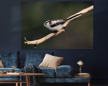 Long-tailed tit on branch