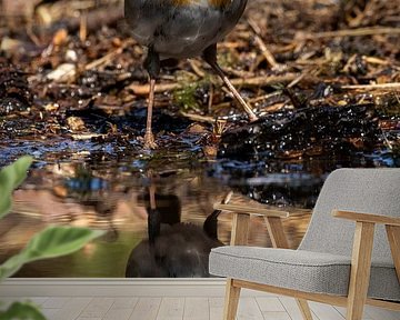 Rotkehlchen am Rande des Wassers