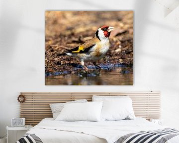 The colourful goldfinch (Putter)
