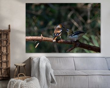 Hawfinch feeds young
