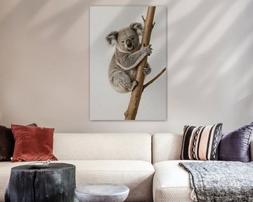 Koala s'accroche à une branche