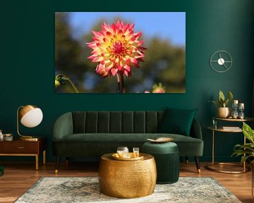 Dahlia Aviator