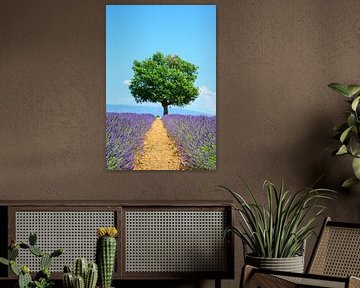 Bloeiende lavendel in de Provence tijdens een zomerse dag van Sjoerd van der Wal Fotografie