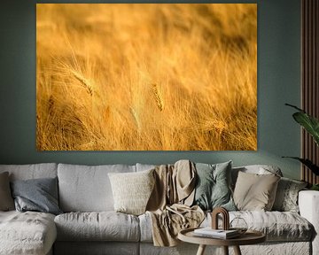 Wheat field with ripe ears during summer sunset by Sjoerd van der Wal Photography