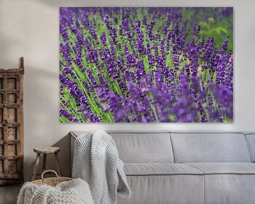 BERLIN Tiergarten Plants - purple dream by Bernd Hoyen
