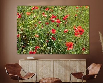 BERLIJN Tiergarten Bloemen - wilde papaver van Bernd Hoyen