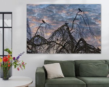 Cormorans dans un arbre