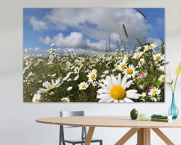 A flowering daisy field
