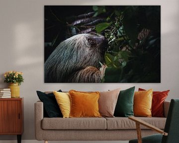 Sloth - The symbol of tranquillity in Costa Rica's national parks