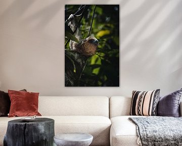 Sloth - The symbol of tranquillity in Costa Rica's national parks