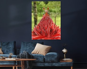 Roodoog boom kikkertje Costa Rica by Daniëlle van der meule