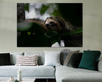 Sloth - The symbol of tranquillity in Costa Rica's national parks