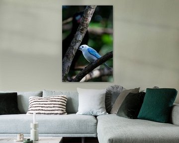 Blaugraue Tangare - Ein Hauch von tropischem Blau in Costa Rica von Rick Massar