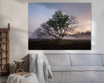 Ermelose heath in the morning by Eddy Westdijk