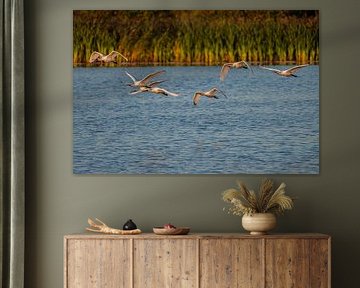 Spoonbills in flight over the water at sunset.