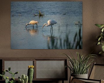 The White Heron together with the Spoonbill fishing for food. by Brian Morgan
