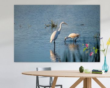 The White Heron together with the Spoonbill fishing for food. by Brian Morgan