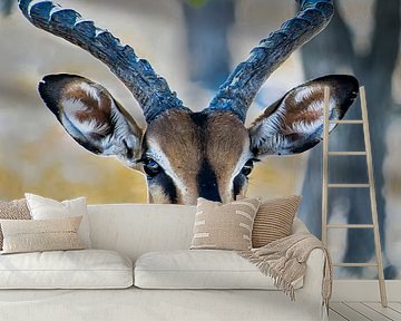 Blackhead Impala, Namibia by Rietje Bulthuis