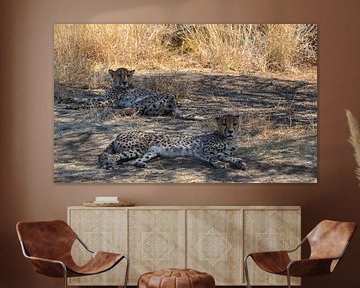 Twee cheetah's liggend in de schaduw van Rietje Bulthuis