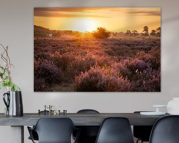 The first rays of sunlight hit the blooming heather by Christianne de Weerd