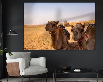 Chameaux dans le désert de Wahibi Sands à Oman
