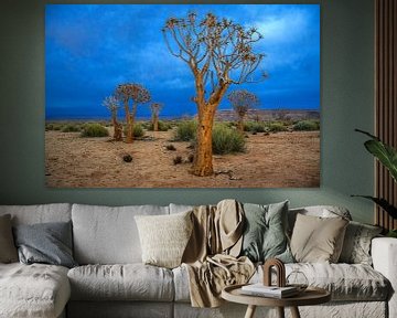 Kokerbomen in de Kalahari woestijn, Namibië