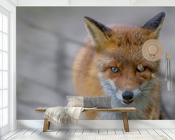 The fox 