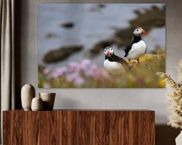 Macareux moines en Islande sur Christa Clerx