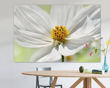 Cosmea