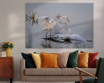 Two fighting White Herons in beautiful evening light .