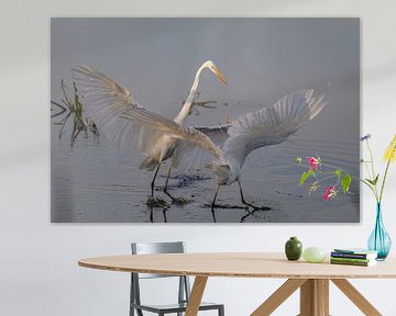Two fighting White Herons in beautiful evening light . by Brian Morgan