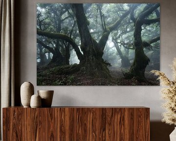 The mossy forest