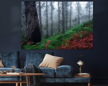 The fern forest