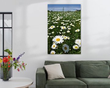 A flowering daisy field by Claude Laprise