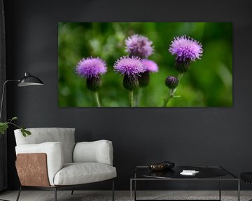 Thistle flowers in summer by Claude Laprise