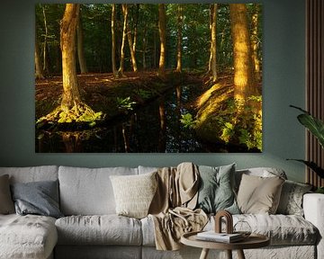 Sunrise in the forest (Netherlands) by Marcel Kerdijk