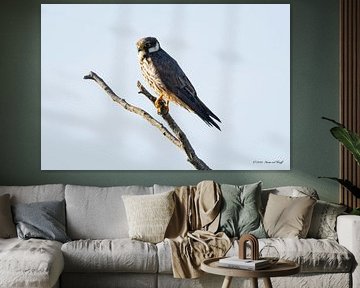 Kestrel