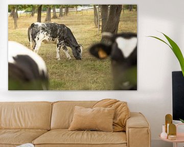 Golden Hour Grazing: Black and White Cow in a Sun-Drenched Pasture van DiJa Photography