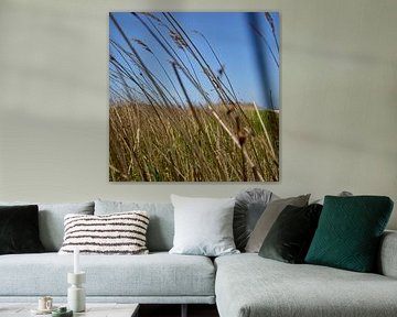 Vegetation im Wind auf der Kwade Hoek bei Goedereede
