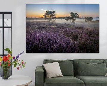 Sunrise with mist and heather in the Maasduinen Mountains