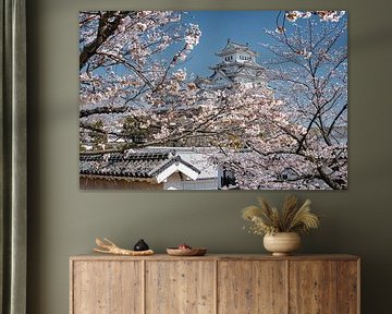 Kirschblüten umgeben das majestätische Schloss
